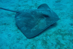 S. Tenerife: 2 duiken voor beginners (strand + bootervaring)