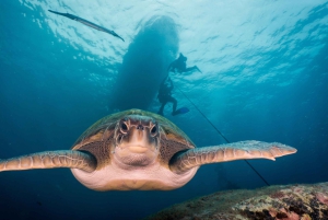 S. Tenerife: 2 duiken voor beginners (strand + bootervaring)