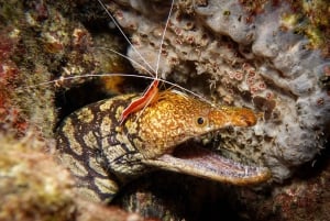 S Tenerife: Guidet båtdykk for kvalifiserte dykkere