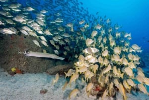 S Tenerife : plongée guidée en bateau pour les plongeurs certifiés
