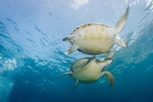 S Tenerife : plongée guidée en bateau pour les plongeurs certifiés