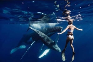 Sail the Canaries: Nature, Culture, and Culinary Delights