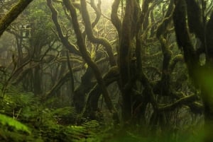 Sail the Canaries: Nature, Culture, and Culinary Delights