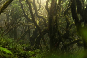 Sejl til De Kanariske Øer: Natur, kultur og kulinariske lækkerier