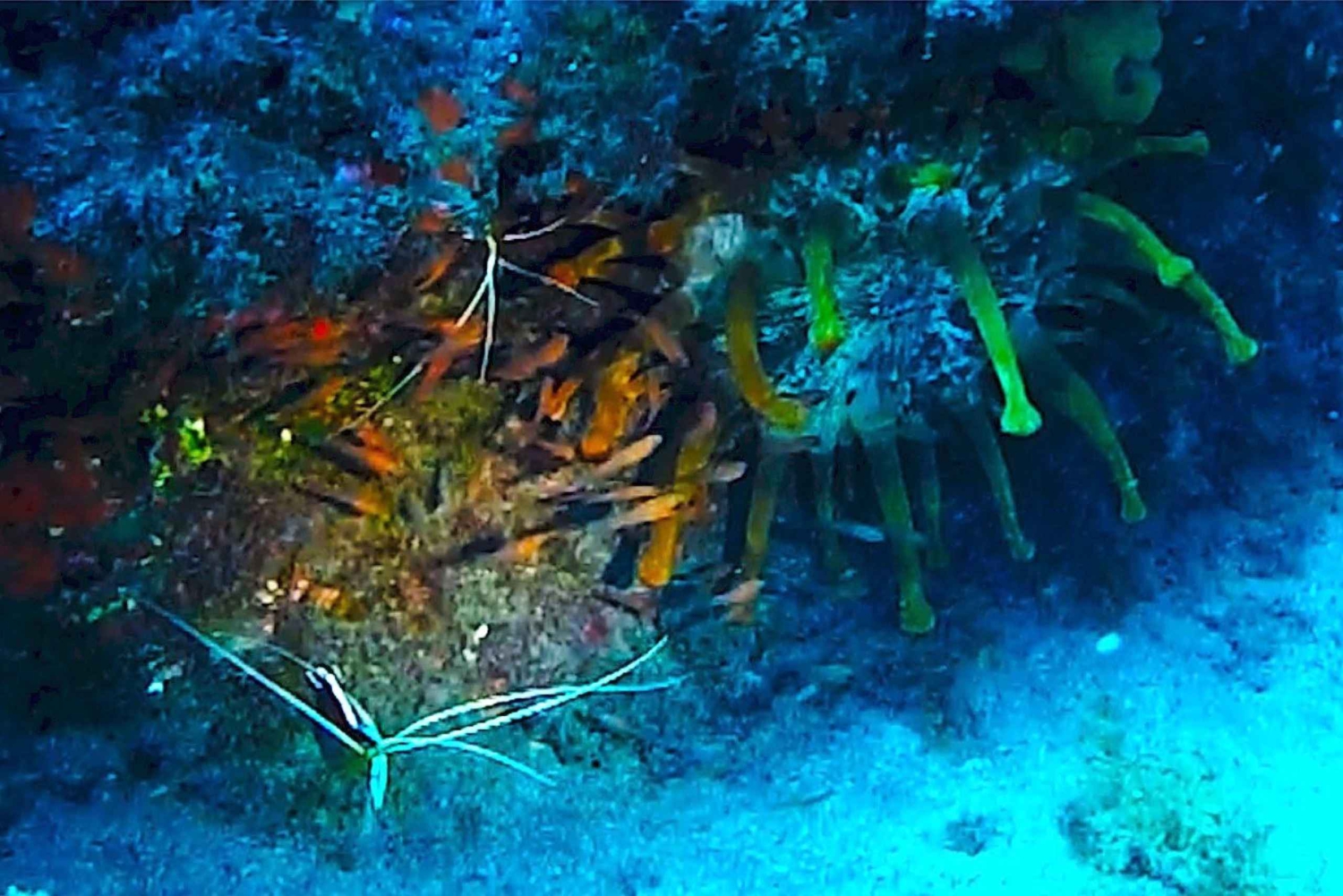 San Miguel de Abona: 2–Dive Package