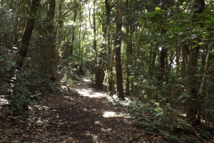 Santa Cruz de  2-Hour Hiking Tour in Anaga Forest