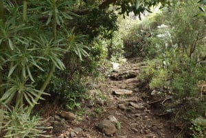 Santa Cruz de  2-Hour Hiking Tour in Anaga Forest