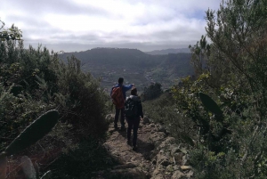Santa Cruz de Tenerife: 2-Hour Hiking Tour in Anaga Forest