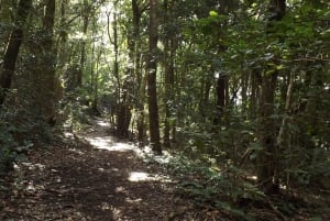 Santa Cruz de 2h de senderismo en el bosque Anaga
