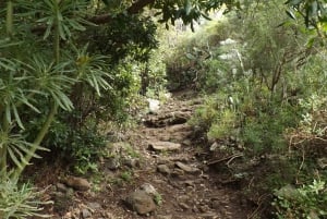 Santa Cruz de 2-Hour Hiking Tour in Anaga Forest