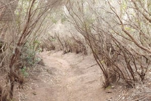Santa Cruz de Tenerife: caminhada de 2 horas na floresta de Anaga