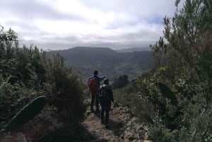 Santa Cruz de Tenerife: Excursión de senderismo de 2 horas por el Bosque de Anaga