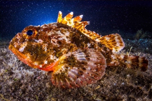 Santa Cruz de Tenerife: Nocturnal Life Guided Night Dive