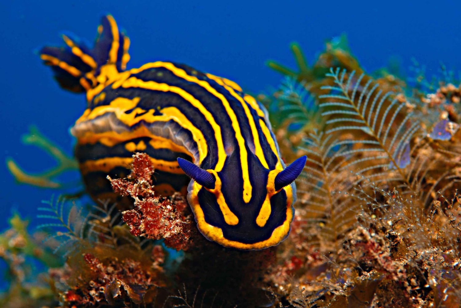 Santa Cruz de Tenerife: PADI Schnuppertauchen