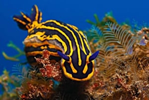 Santa Cruz de Tenerife: PADI Schnuppertauchen