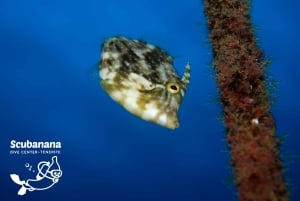 Santa Cruz de Tenerife: PADI Schnuppertauchen