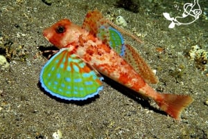 Santa Cruz de Tenerife: PADI Schnuppertauchen