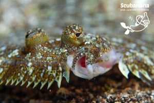 Santa Cruz de Tenerife: PADI Schnuppertauchen