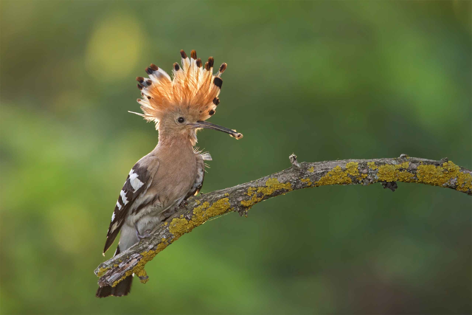 Santa Cruz de Tenerife Palmetum Entry Ticket
