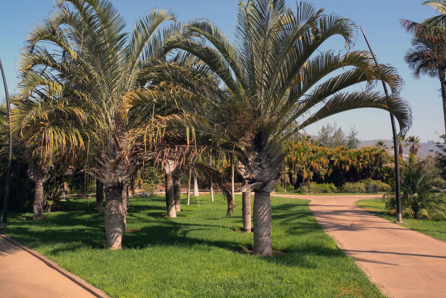 Santa Cruz de Tenerife Palmetum Entry Ticket