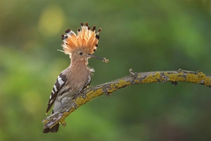 Santa Cruz de Tenerife Palmetum Entry Ticket
