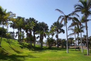 Santa Cruz de Tenerife Palmetum Entry Ticket