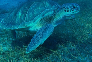 Scooter fun snorcel tour in schildpaddengebied