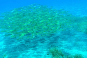 Scooter fun snorcel tour in schildpaddengebied