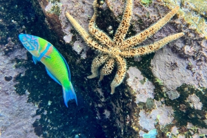 Scooter fun snorcel tour in schildpaddengebied