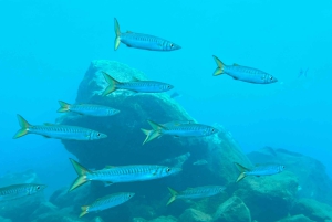 Scooter fun snorcel tour in schildpaddengebied