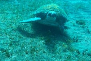 Scooter fun snorcel tour in schildpaddengebied