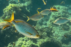 Scooter fun snorcel tour in schildpaddengebied