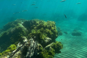 Scooter fun snorcel tour in schildpaddengebied