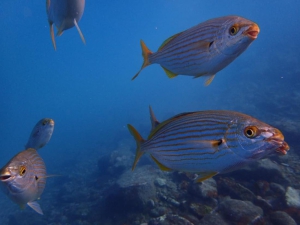 Scuba Diving for Beginners