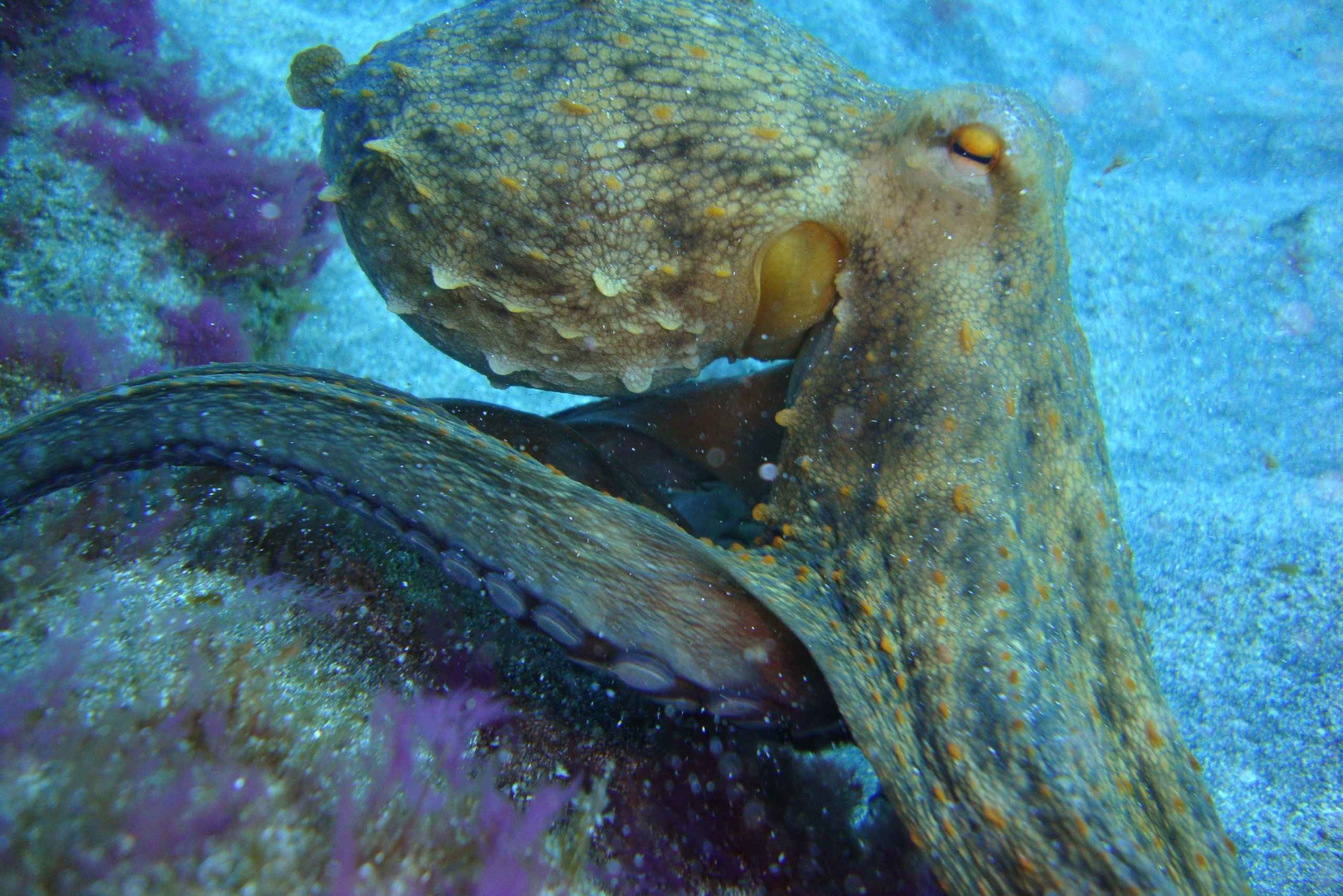 Duiktrips voor gecertificeerde duikers op Tenerife