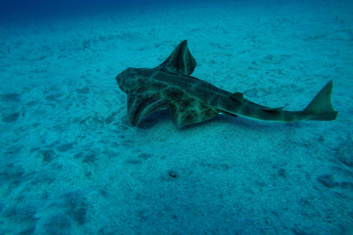 Duiktrips voor gecertificeerde duikers op Tenerife