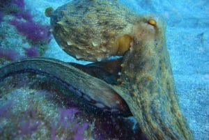 Duiktrips voor gecertificeerde duikers op Tenerife