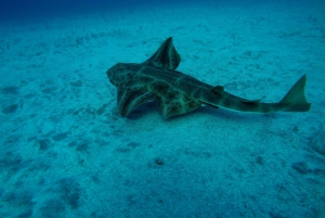 Duiktrips voor gecertificeerde duikers op Tenerife