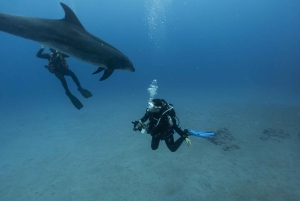Duiktrips voor gecertificeerde duikers op Tenerife