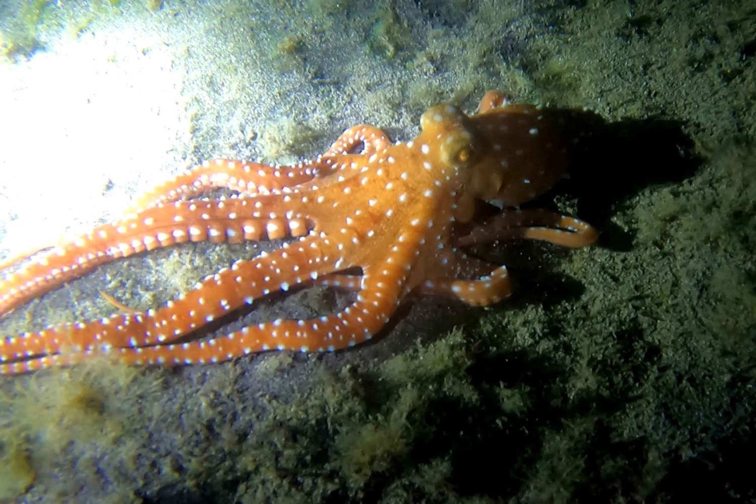 Scuba Nachttauchgang für zertifizierte Taucher auf Teneriffa
