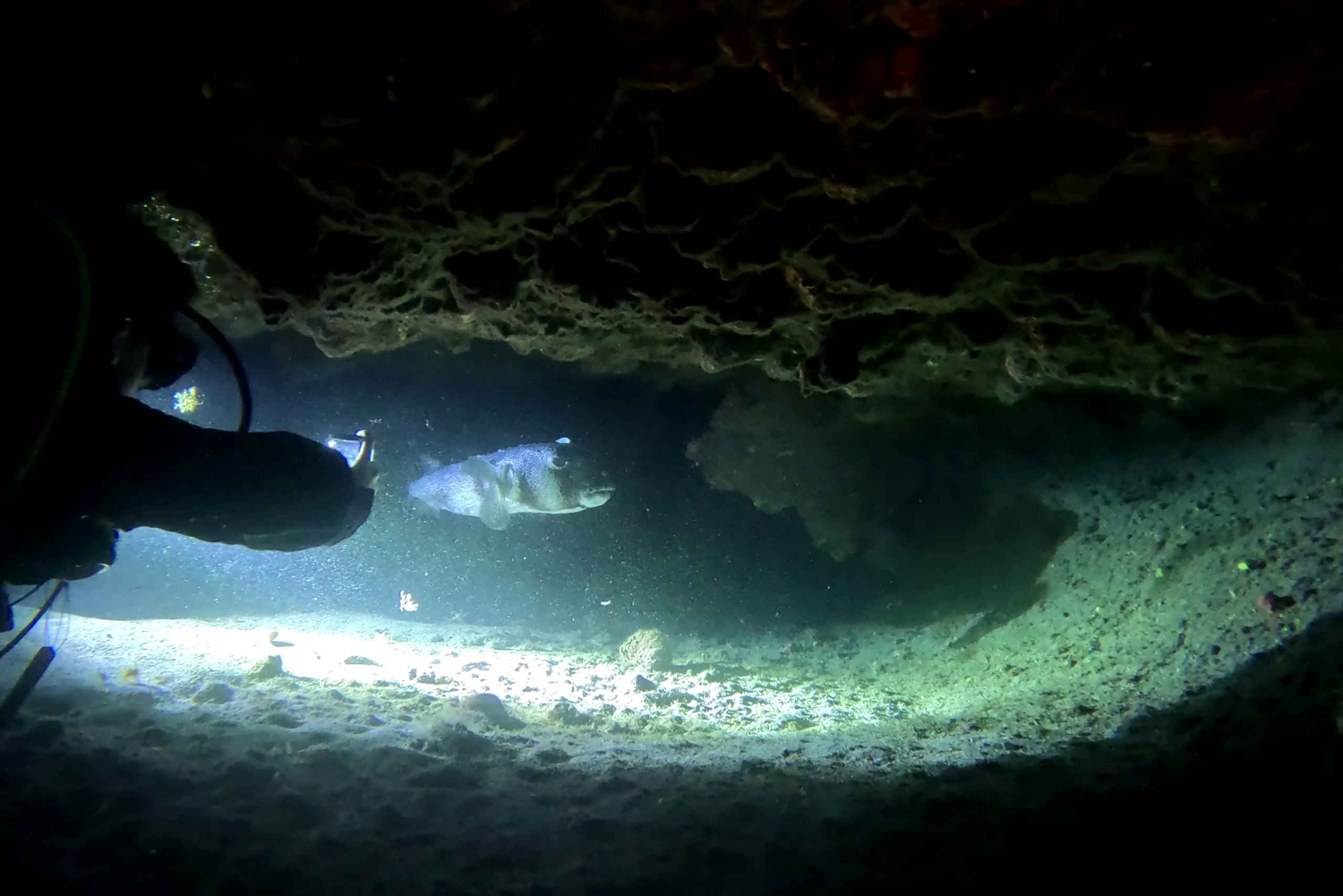 Scuba Nachttauchgang für zertifizierte Taucher auf Teneriffa