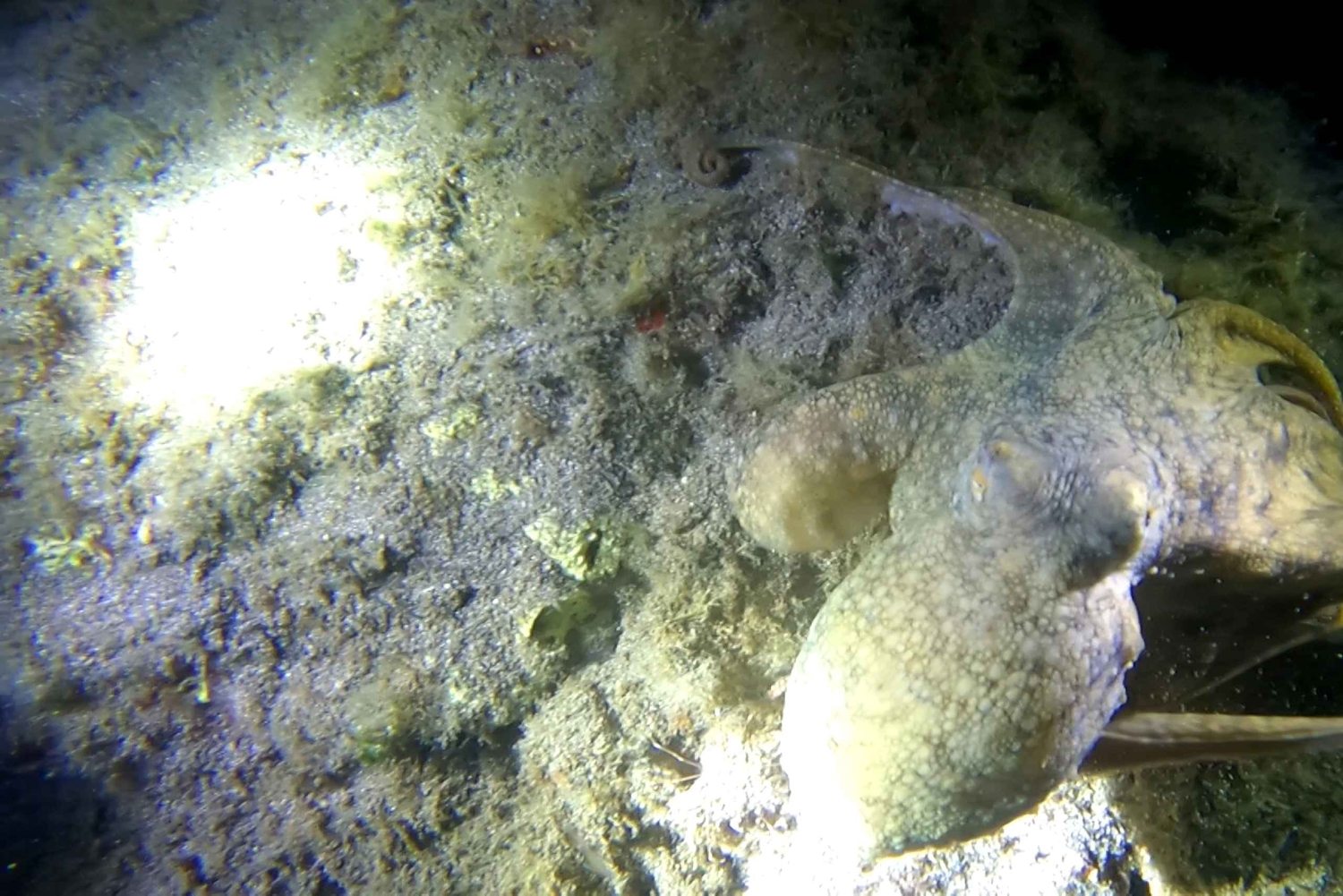 Scuba Nachttauchgang für zertifizierte Taucher auf Teneriffa