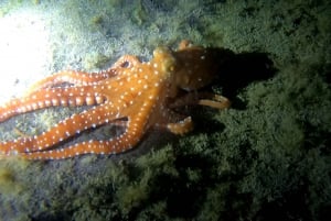 Scuba Night Dive for certified divers in Tenerife