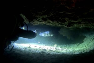 Scuba Night Dive for certified divers in Tenerife