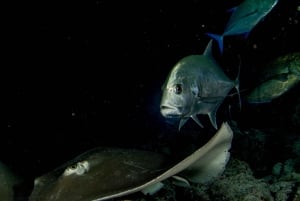 Scuba Night Dive for certified divers in Tenerife