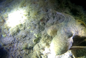 Scuba Nachttauchgang für zertifizierte Taucher auf Teneriffa