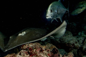 Scuba Nachttauchgang für zertifizierte Taucher auf Teneriffa