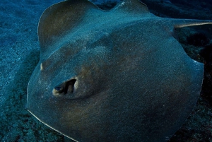 Scuba Nachttauchgang für zertifizierte Taucher auf Teneriffa