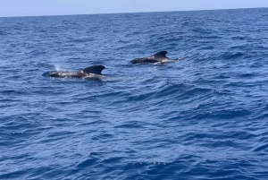 'Seaside Bliss: Boat, Snorkel, Sun, Sip, Snack Delights'