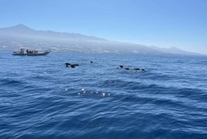 Caminhada guiada Barranco de Masca + barco para Los Gigantes